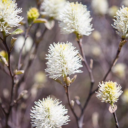 white-flowers2