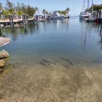 Key Largo to Key West in One Spectacular Trip