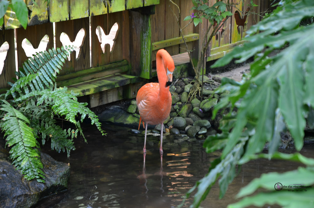 One of the Pink Flamingos stands in a makeshift riverbed with a wooden walkway bridge behind him.  Just a site to see on your Key West Vacation.