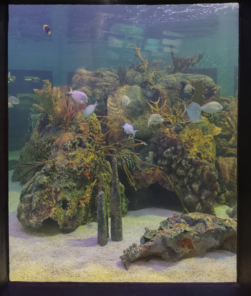 Colorful reef fish swim in an aquarium with coral in the background at John Pennekamp State Park
