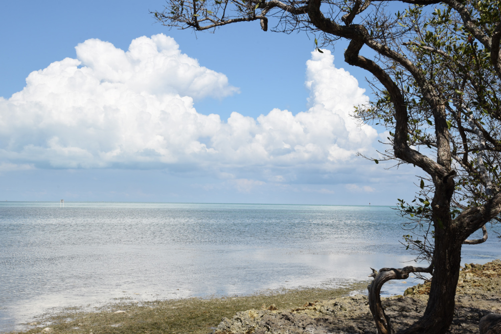 White clouds billow in the blue sky over turquoise waters as you look beyond the wild tamarind tree on Indian Key 