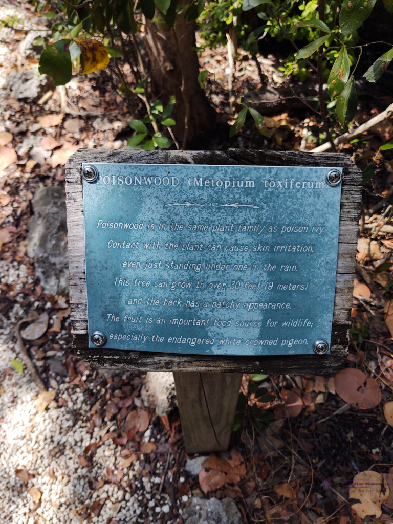 A sign underneath a poisonwood tree explaining the dangers of touching, eating the fruit, or standing under the tree in Dagny Johnson State Park