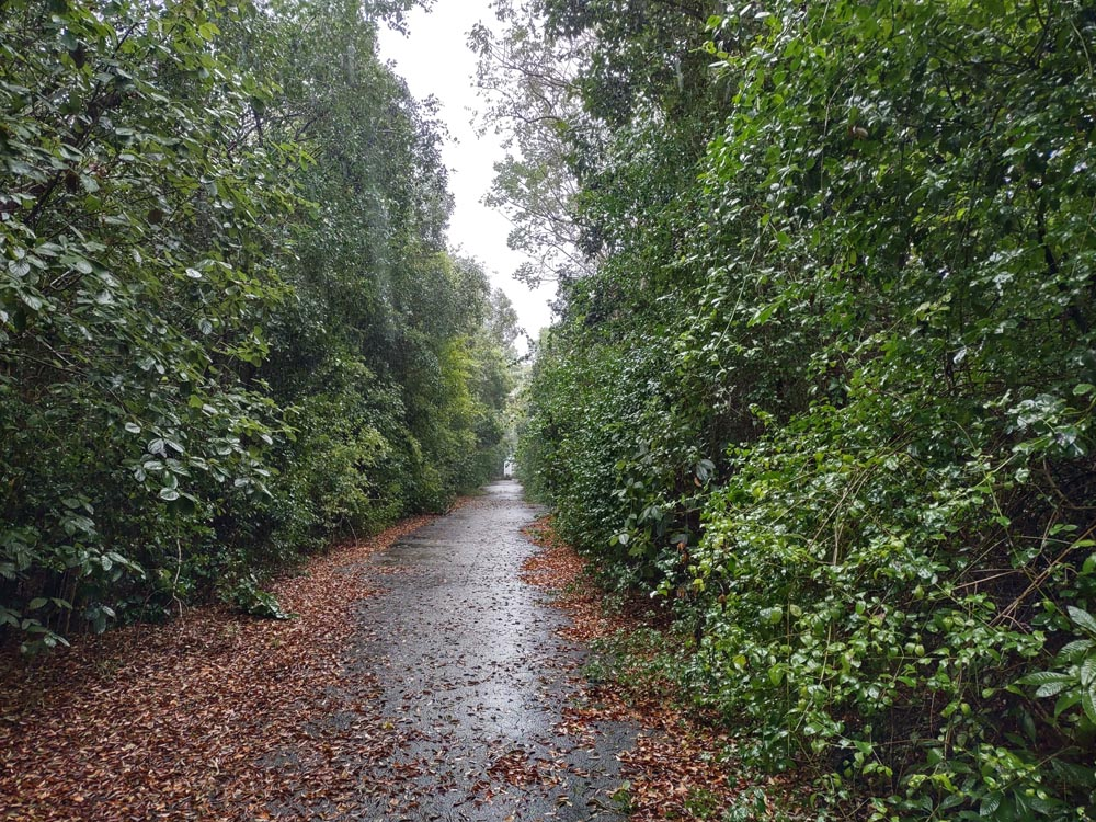 A paved road with tropical hardwoods overgrowing the sides at Dagny Johnson State Park.