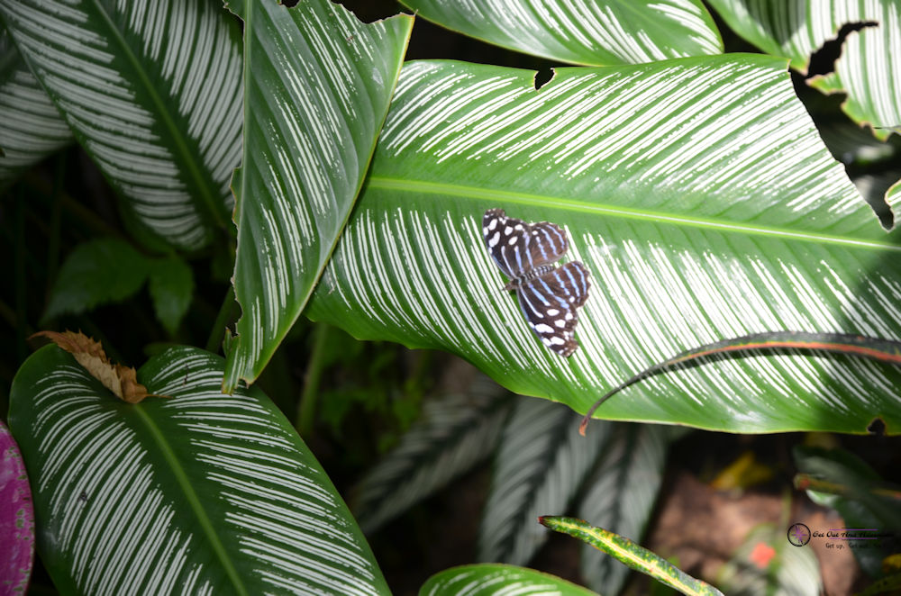 A black, blue and white butterfly rests on a green tropical leaf with white stripes.  One stop for three days in Key West.