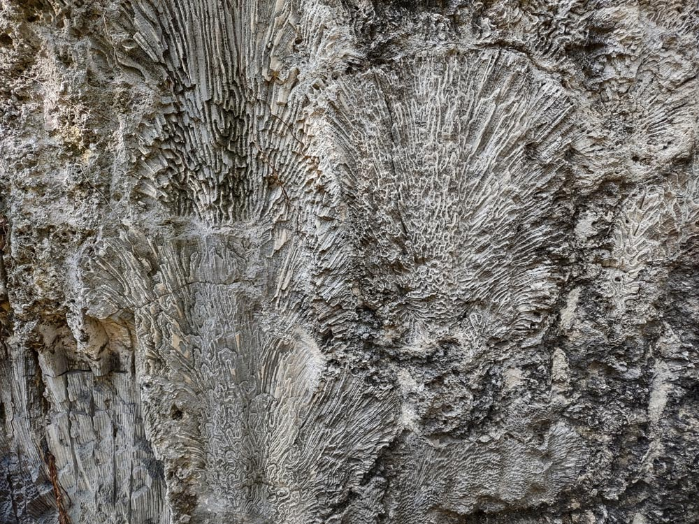 Close up of a cross section of fossilized coral shows the imprint of ancient coral and Windley Key State Park.