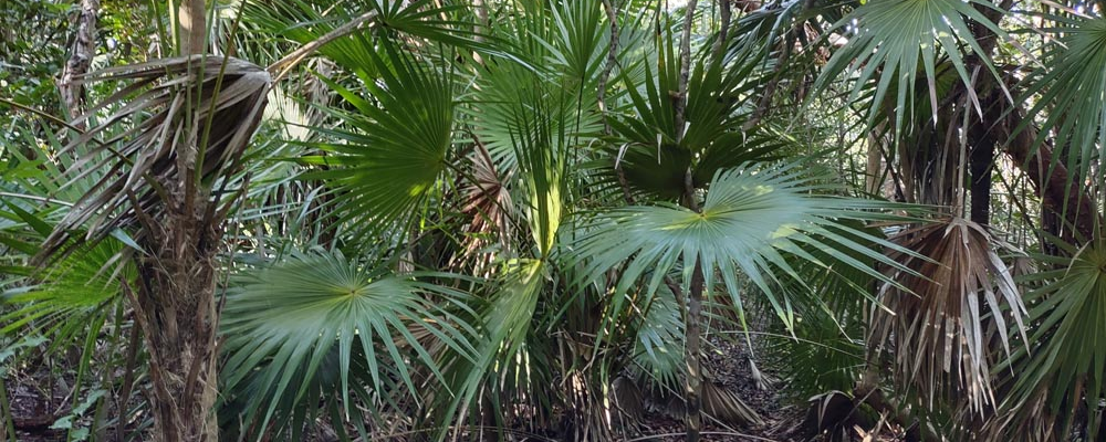 Windley Key Geological State Park in the Florida Keys