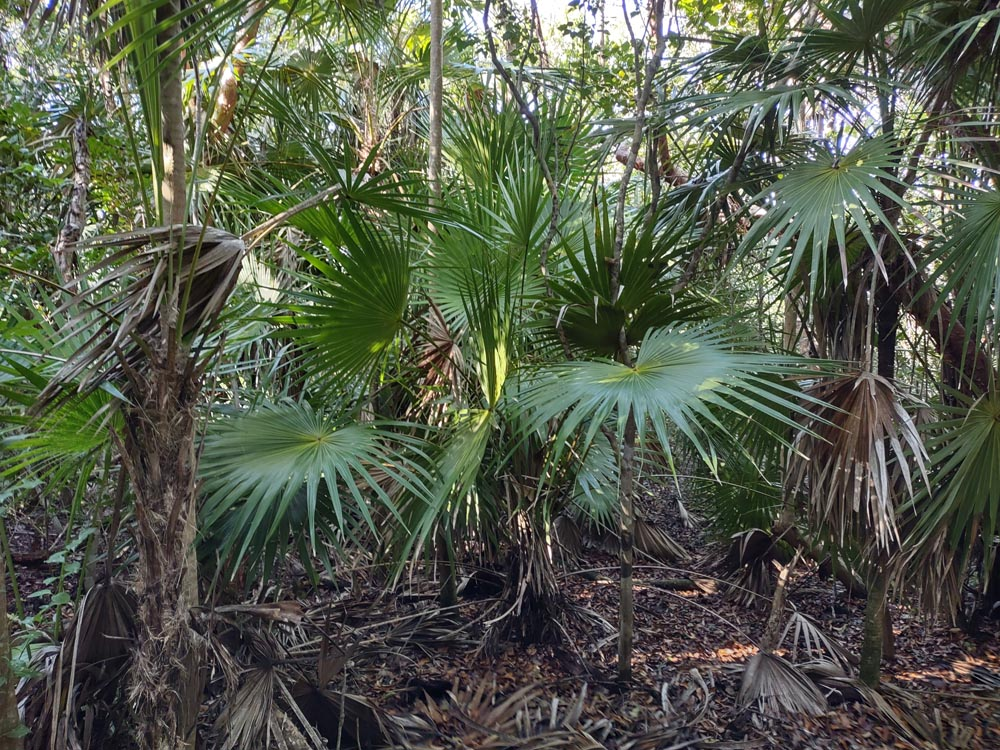 Windley Key Geological State Park in the Florida Keys