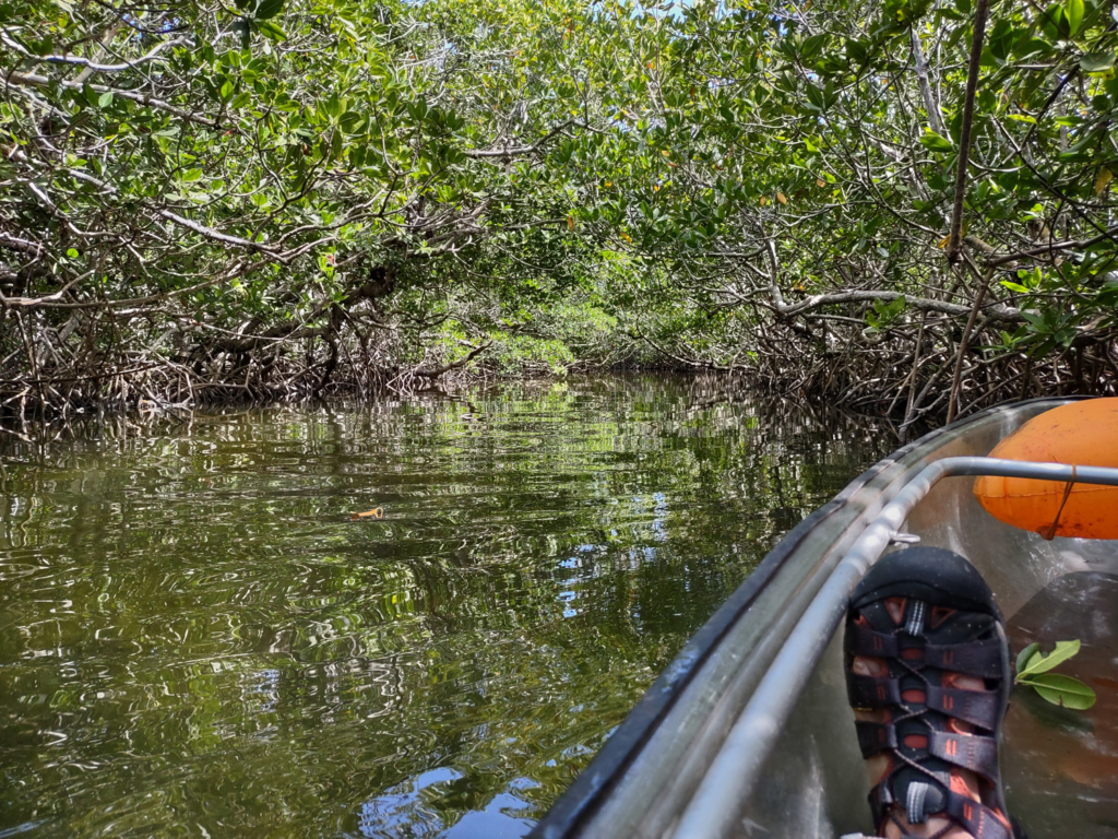 A kayaker looks over the edge of his canoe in a mangrove tunnel during seven days in the Florida Keys.